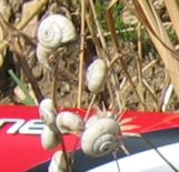 Bizarre slakjes in de berm
