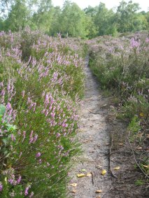 single track tusse bloeiende heide