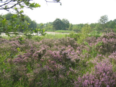 bloeiende heide aan de rand van bijna uitgedroogde vijver