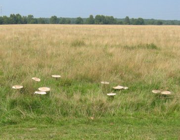 Reuzepaddestoelen om onder te schuilen bij regen!