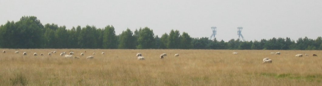 grazende schaapjes in de schaduw van de schachttorens