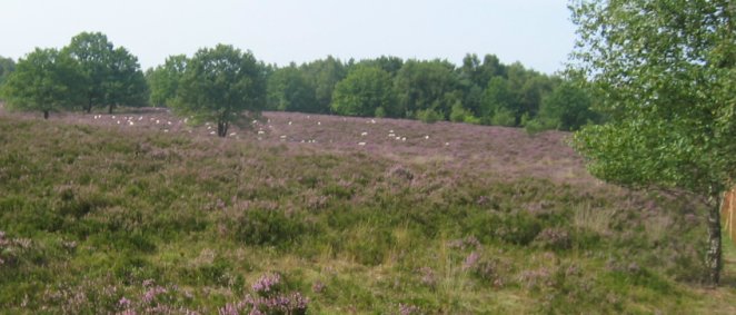 grazende schapen tussen de bloeiende heide