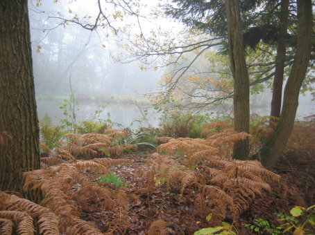verroeste varens in de mist