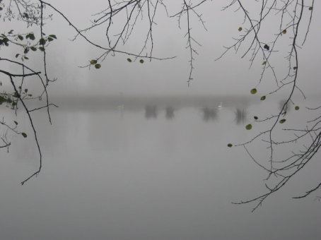 zicht op vijver in de mist en zwanen op de achtergrond