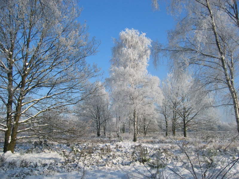 Zonhoven  sneeuwlandschap